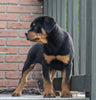 AKC Registered Rottweiler For Sale Sugarcreek, OH Male- Rugar