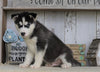 AKC Registered Siberian Husky For Sale Millersburg, OH Male- Jackson