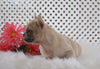 AKC Registered French Bulldog For Sale Fredericksburg, OH Female- Maddie