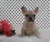 AKC Registered French Bulldog For Sale Fredericksburg, OH Female- Maddie