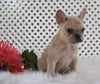 AKC Registered French Bulldog For Sale Fredericksburg, OH Female- Maddie