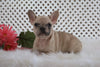 AKC Registered French Bulldog For Sale Fredericksburg, OH Female- Maddie