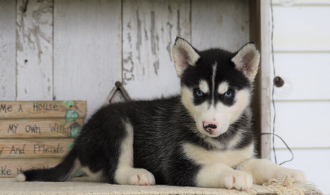AKC Registered Siberian Husky For Sale Millersburg, OH Female- Leah