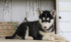 AKC Registered Siberian Husky For Sale Millersburg, OH Female- Leah