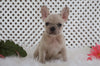 AKC Registered French Bulldog For Sale Fredericksburg, OH Female- Misty