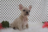AKC Registered French Bulldog For Sale Fredericksburg, OH Female- Misty