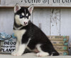 AKC Registered Siberian Husky For Sale Millersburg, OH Female- Leah