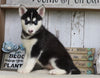 AKC Registered Siberian Husky For Sale Millersburg, OH Female- Leah