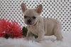 AKC Registered French Bulldog For Sale Fredericksburg, OH Female- Misty