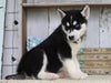 AKC Registered Siberian Husky For Sale Millersburg, OH Male- Buster