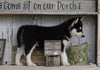 AKC Registered Siberian Husky For Sale Millersburg, OH Male- Buster