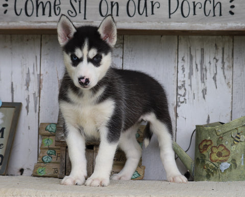 AKC Registered Siberian Husky For Sale Millersburg, OH Female- Susan