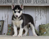 AKC Registered Siberian Husky For Sale Millersburg, OH Female- Susan