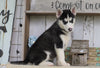 AKC Registered Siberian Husky For Sale Millersburg, OH Female- Susan