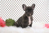 AKC Registered French Bulldog For Sale Fredericksburg, OH Male- Matt