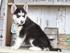 AKC Registered Siberian Husky For Sale Millersburg, OH Female- Susan