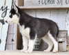 AKC Registered Siberian Husky For Sale Millersburg, OH Female- Susan