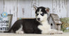 AKC Registered Siberian Husky For Sale Millersburg, OH Female- Rhoda