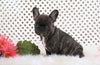AKC Registered French Bulldog For Sale Fredericksburg, OH Male- Matt