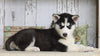 AKC Registered Siberian Husky For Sale Millersburg, OH Female- Rhoda