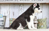 AKC Registered Siberian Husky For Sale Millersburg, OH Female- Rhoda