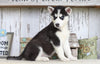 AKC Registered Siberian Husky For Sale Millersburg, OH Female- Rhoda