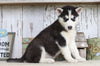 AKC Registered Siberian Husky For Sale Millersburg, OH Female- Rhoda