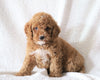 Cockapoo F1B  For Sale Sugarcreek, OH Male- Miles