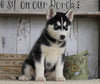 AKC Registered Siberian Husky For Sale Millersburg, OH Female- Sabrina