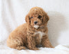 Cockapoo F1B  For Sale Sugarcreek, OH Male- Miles