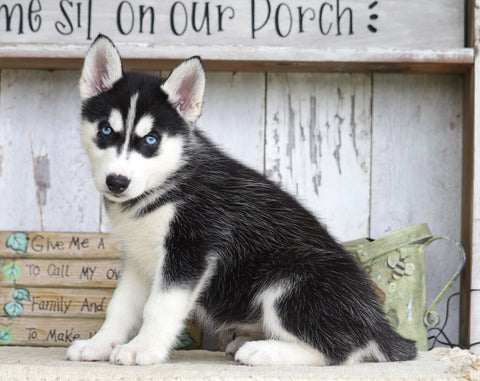 AKC Registered Siberian Husky For Sale Millersburg, OH Female- Sabrina