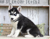 AKC Registered Siberian Husky For Sale Millersburg, OH Female- Sabrina