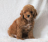 Cockapoo F1B For Sale Sugarcreek, OH Male- Jamie