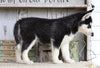 AKC Registered Siberian Husky For Sale Millersburg, OH Female- Sabrina