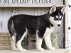 AKC Registered Siberian Husky For Sale Millersburg, OH Female- Sabrina