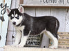 AKC Registered Siberian Husky For Sale Millersburg, OH Female- Sally