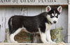 AKC Registered Siberian Husky For Sale Millersburg, OH Female- Sally