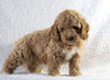 Cockapoo F1B For Sale Sugarcreek, OH Male- Zeke