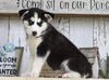 AKC Registered Siberian Husky For Sale Millersburg, OH Male- Joel