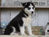 AKC Registered Siberian Husky For Sale Millersburg, OH Male- Joel