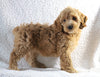 Cockapoo F1B For Sale Sugarcreek, Female- Daisy