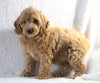 Cockapoo F1B For Sale Sugarcreek, Female- Daisy