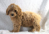 Cockapoo F1B For Sale Sugarcreek, OH Female- Skye