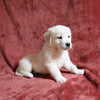 AKC Registered English Cream Golden Retriever For Sale Fredericksburg, OH Female- Darla