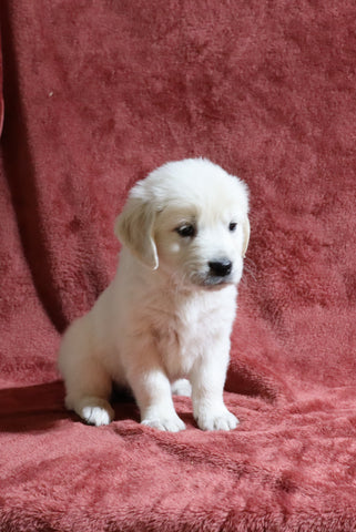 AKC Registered English Cream Golden Retriever For Sale Fredericksburg, OH Female- Darla