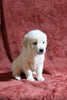 AKC Registered English Cream Golden Retriever For Sale Fredericksburg, OH Female- Darla