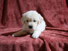 AKC Registered English Cream Golden Retriever For Sale Fredericksburg, OH Female- Diann