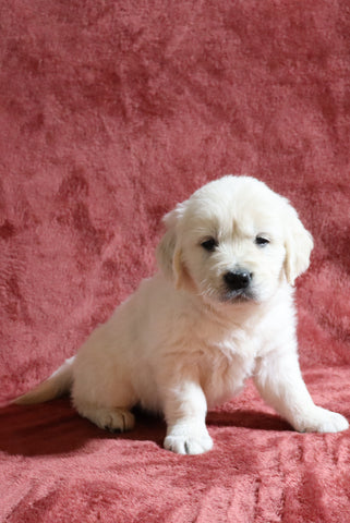 AKC Registered English Cream Golden Retriever For Sale Fredericksburg, OH Female- Diann