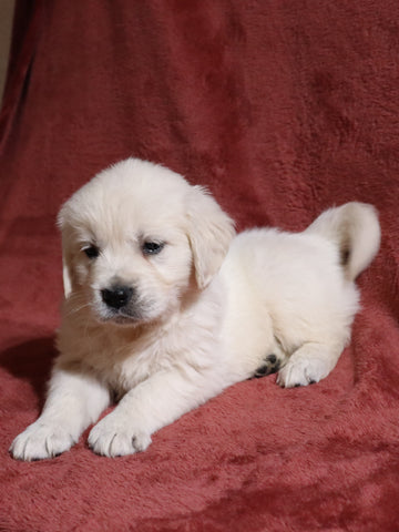 AKC Registered English Cream Golden Retriever For Sale Fredericksburg, OH Female- Dora