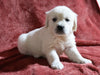 AKC Registered English Cream Golden Retriever For Sale Fredericksburg, OH Female- Dora